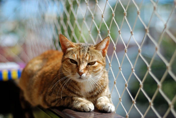 Rede de proteção para gato