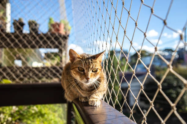 Rede de proteção para gato em Vila Velha