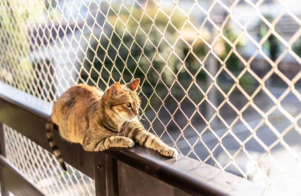 Rede de proteção para gato em Vitória